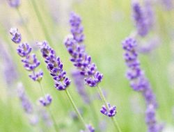 Lavender Crème Frappuccino Blended Beverage Delight